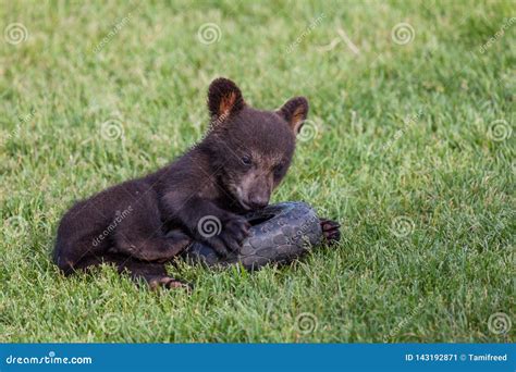 Playing Baby Black Bear stock image. Image of playing - 143192871