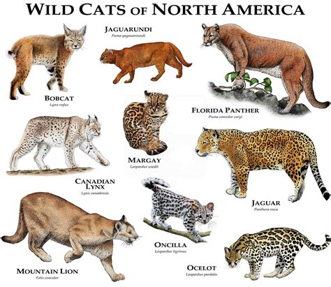 Wild Cats of North America Poster Print | Etsy | Small wild cats, Wild ...