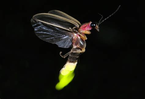 Fireflies Are Beautiful Tricksters In Danger Of Losing Their Habitat ...