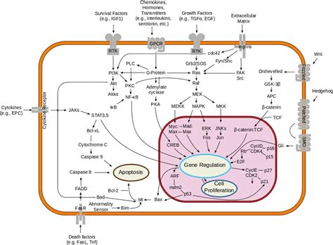 Signal Transduction: Definition, Pathways, Examples | Biology Dictionary