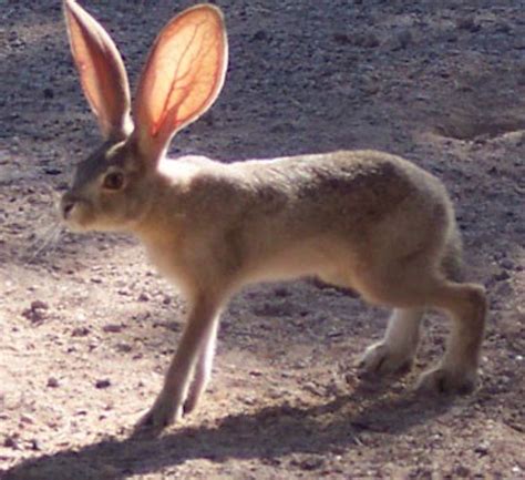 Photos: Black-Tailed Jackrabbits, the Curious Creatures of the American West | Live Science