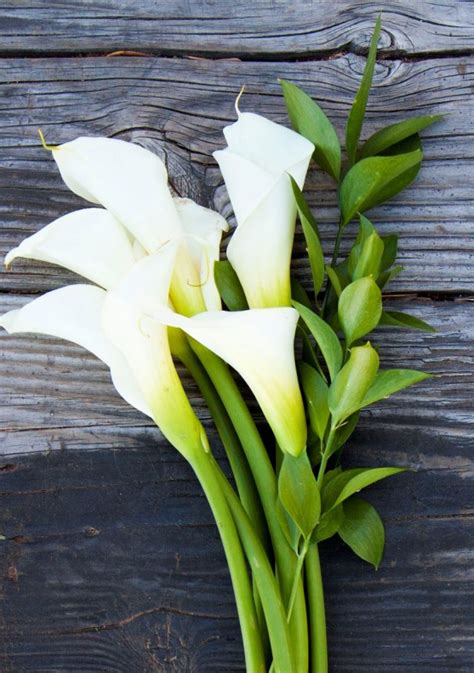 White Calla Lillies - white calla lilies represent a multitude of symbols. White calla lilies ...