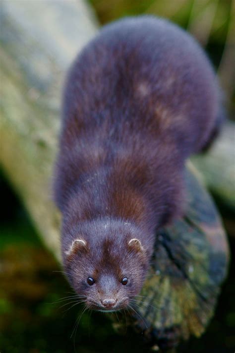 American Mink | Seen at the British Wildlife Centre, Newchap… | Flickr