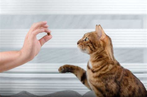 Can Cat Eat Fish Bones Without Getting Choked? Here’s How To Keep Them ...