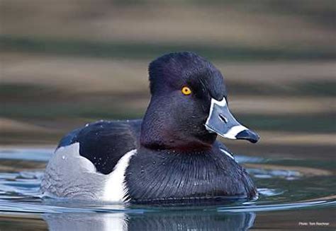 Ring-necked Duck | Types of Ducks & Geese