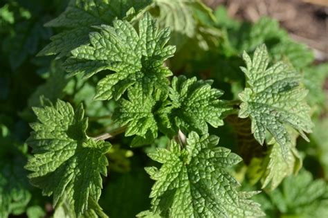 Motherwort Through History – Herbal Academy