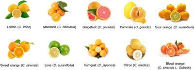 Frontiers | Review of phytochemical and nutritional characteristics and food applications of ...