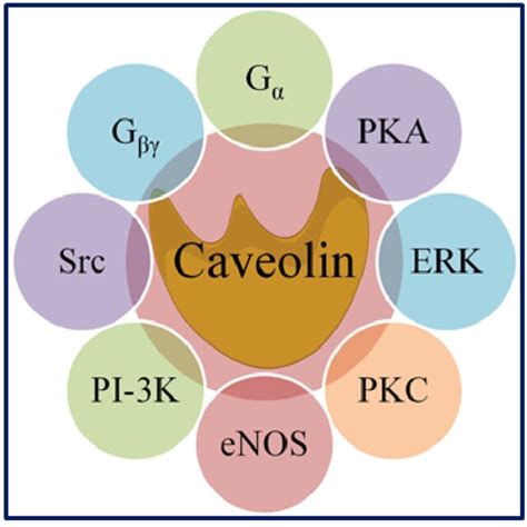 -Caveolin Binding with Signaling Molecules. | Download Scientific Diagram