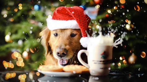 Update 65+ christmas dog wallpaper latest - in.cdgdbentre