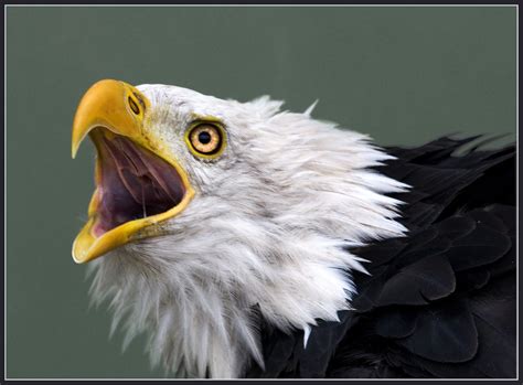 An angry bald eagle (don't mess with me) | John Booth | Flickr