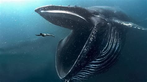 10 BIGGEST Ocean Creatures In The World! - YouTube