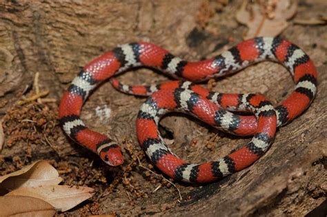 See the endangered, venomous and non-venomous snakes in Texas - San Antonio Express-News