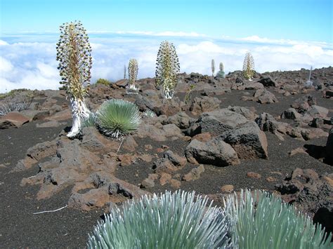 Silver Sword plants Haleakala National Park, Maui, Hawaii | Hawaii, Haleakala national park, Nature