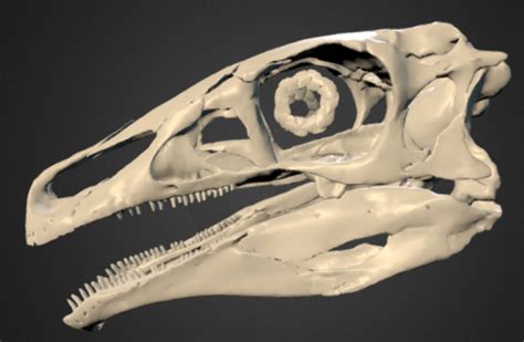 The Skull of Erlikosaurus andrewsi and Understanding Therizinosaurs - Darwin's Door