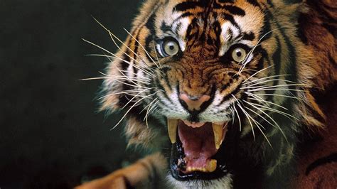 [100+] Angry Tiger Wallpapers | Wallpapers.com