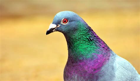 Image libre: Pigeon, oiseau, plume, bec, coloré, couleur