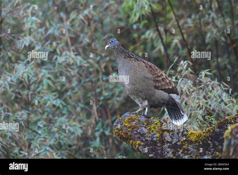 Sclater's monal pheasant (Lophophorus sclateri) profile, Gaoligong ...