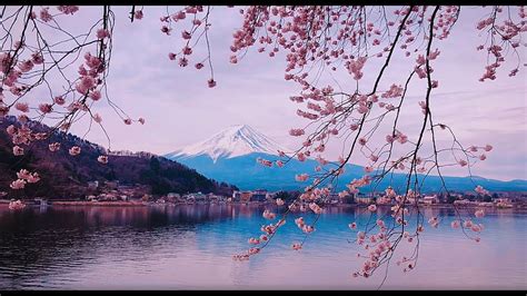 Mount fuji - sakura blossom , Mount Fuji Cherry Blossom HD wallpaper ...