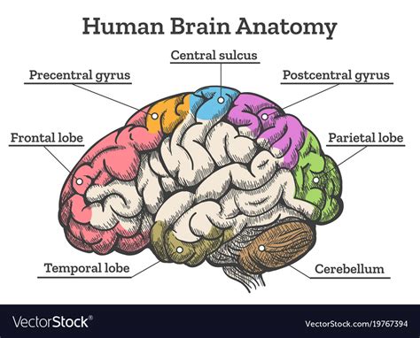 Diagram Of The Brain - exatin.info