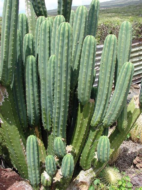 Echinopsis pachanoi | Especies de cactos, Plantas suculentas, Cactos