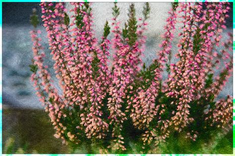 Heather, Flower, Painting Effect Free Stock Photo - Public Domain Pictures