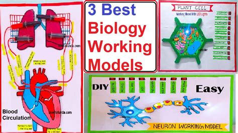 3 best biology working models for science exhibition - science projects - diy | craftpiller ...