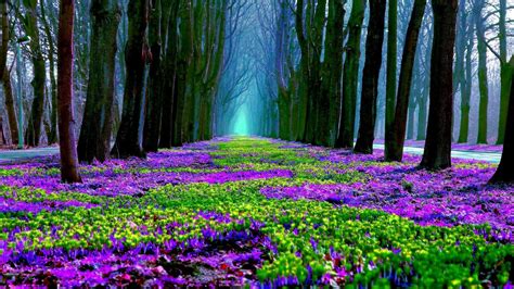 Forest Bloom Wallpapers - Wallpaper Cave