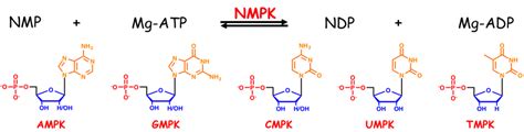 Hélène Munier-Lehmann - Nucleoside monophosphate kinases (NMPKs) - Research - Institut Pasteur