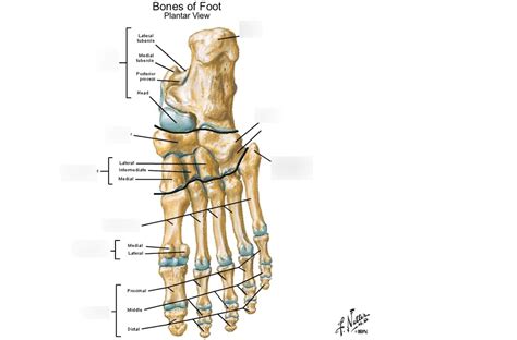 Plantar Foot Bones Diagram | Quizlet