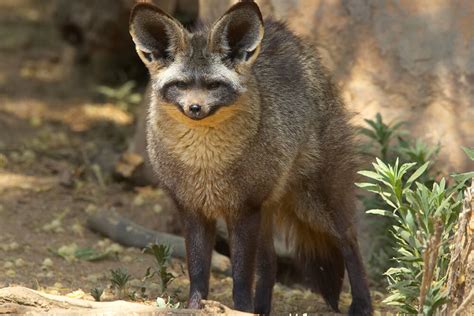 Bat-eared Fox | San Diego Zoo Animals & Plants