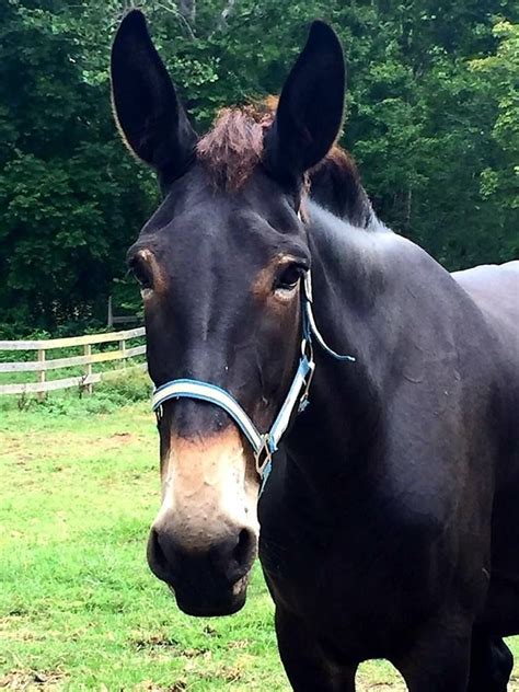 Bambi, 19hh, 22yo, jack draft mule. Draft Mule, Mules Animal, Work With ...