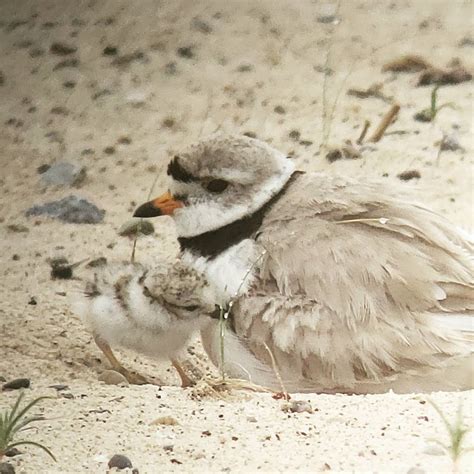 Piping Plovers: A Lesson in Conservation — Fall Obsession