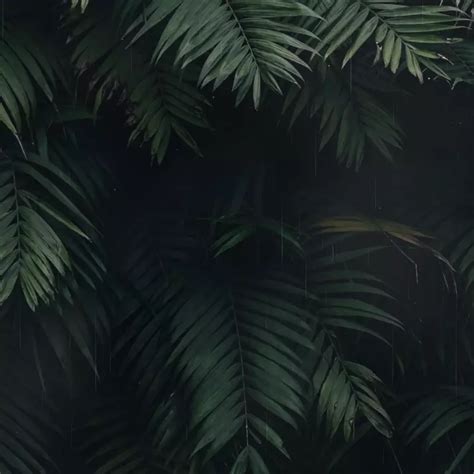 Live wallpaper [ASMR] Soothing Tropical Forest Rain (w/ clock) download on VSThemes.org