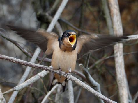 Insectivore Birds Part 1 | Rainshadow Journal