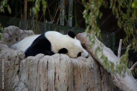 giant panda eating bamboo Stock Photo | Adobe Stock