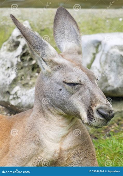 Kangaroo stock photo. Image of ears, outdoor, young, sleeping - 53046764