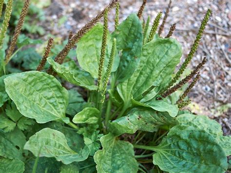 How To Get Rid Of Plantain Weeds For - landrulogia