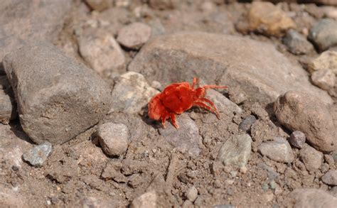 Cute red velvet mites emerge at Texas park after summer rainfall