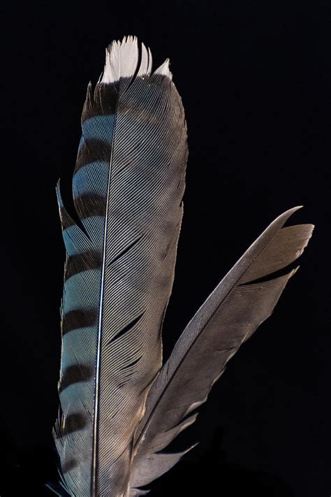 Blue Jay Feathers Photograph by Thomas Gremaud | Fine Art America