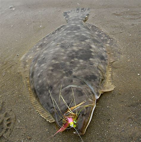 Galveston Island, Texas, flounder on fly rod. - Fly Fishing Texas