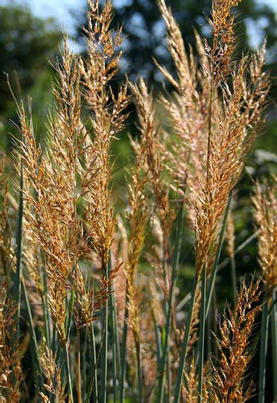 Native Prairie Grasses