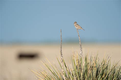 State of U.S. Grassland Birds: Still Declining. | Audubon Texas