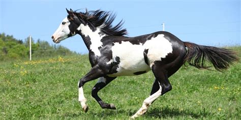 5 Black And White Horse Breeds Guaranteed To Make You Fall In Love – Horse Spirit