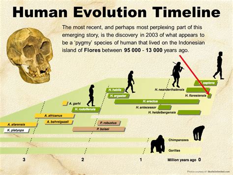 Afbeeldingsresultaat voor human evolution timeline | Human evolution, Evolution, Human species