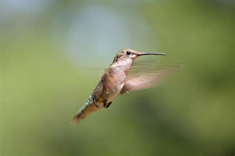 Hummingbirds in Virginia 2025 - Rove.me