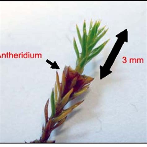 Length growth of male gametophyte moss plant of Polytrichum hyperboreum... | Download Scientific ...