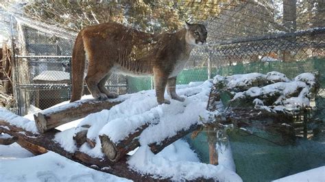 Big Bear Alpine Zoo | Attractions in Big Bear, Los Angeles