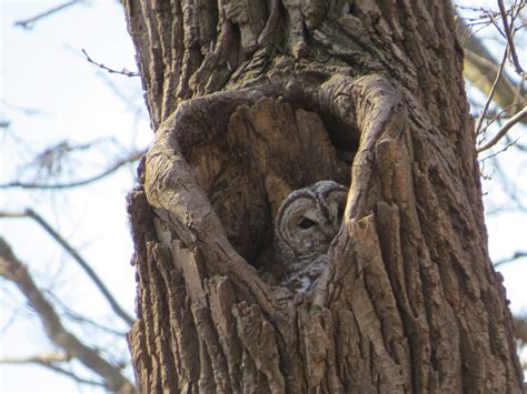 Barred Owl Nest