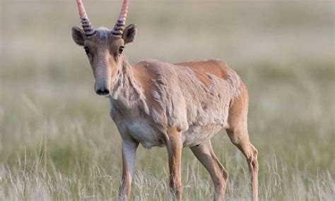 Antelope Facts, Types, Lifespan, Classification, Habitat, Pictures