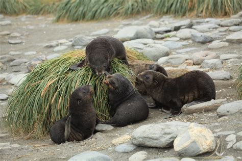 Antarctic Fur Seal Pups play amid Tussock Grass | At Salisbu… | Flickr